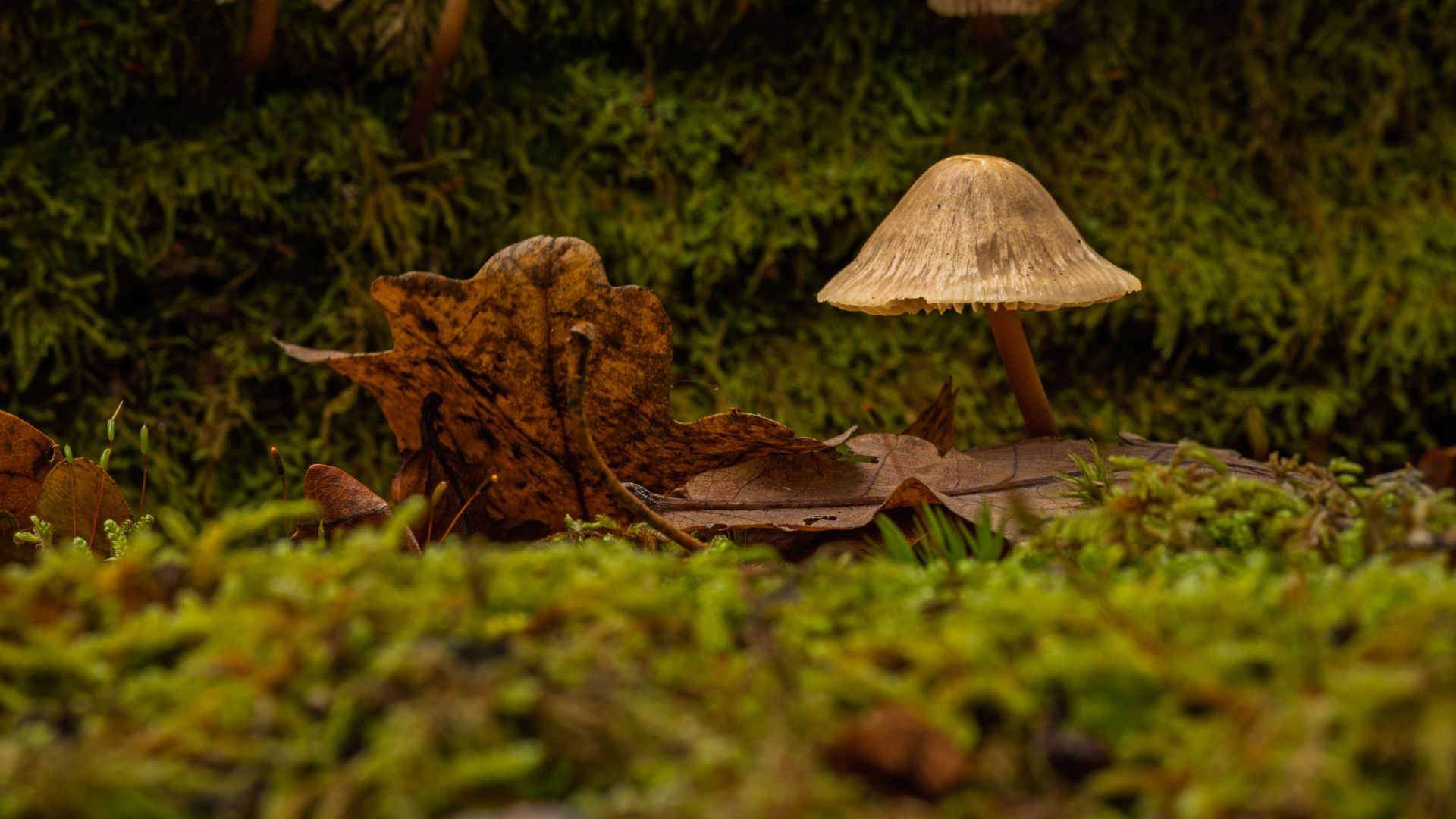 A delicate mushroom rises above the moss and fallen oak leaves on the woodland floor. Its pale, textured cap contrasts with the deep green surroundings.
