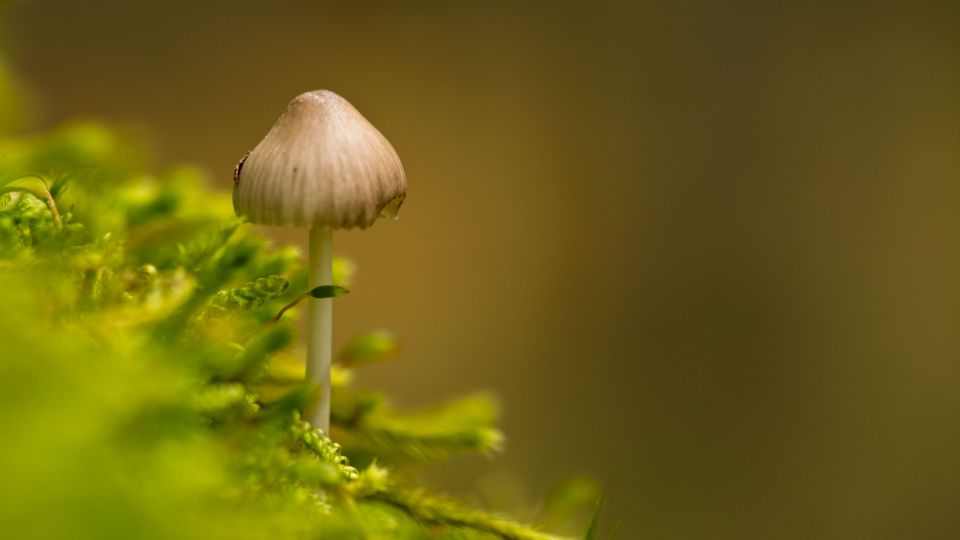 A Small Mushroom Among the Moss