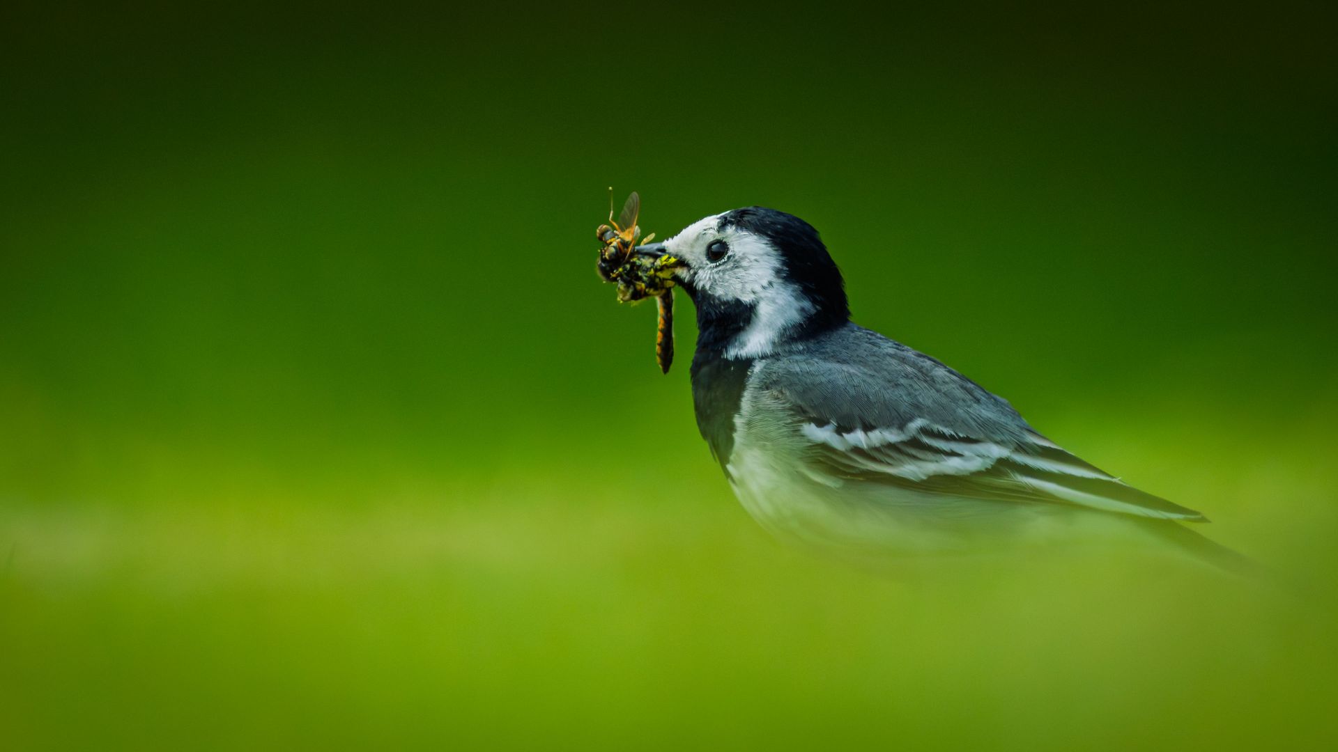 A white wagtail (Motacilla alba) holds a freshly caught winged insect in its beak. The bird's distinctive black, white and grey plumage stands out against the soft green…