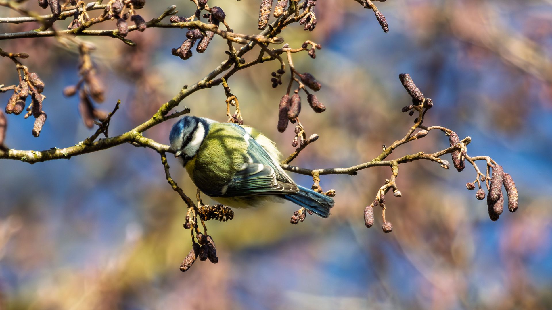 A Eurasian blue tit (Cyanistes caeruleus) perches among the hanging catkins and small woody cones of an alder tree. Its blue, yellow and green plumage catches the sunlight against…
