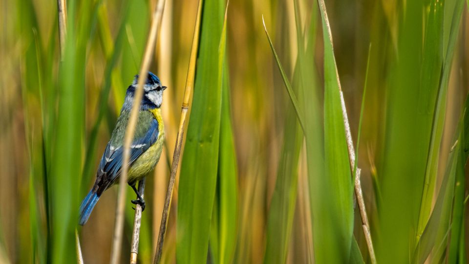 Among the Reeds