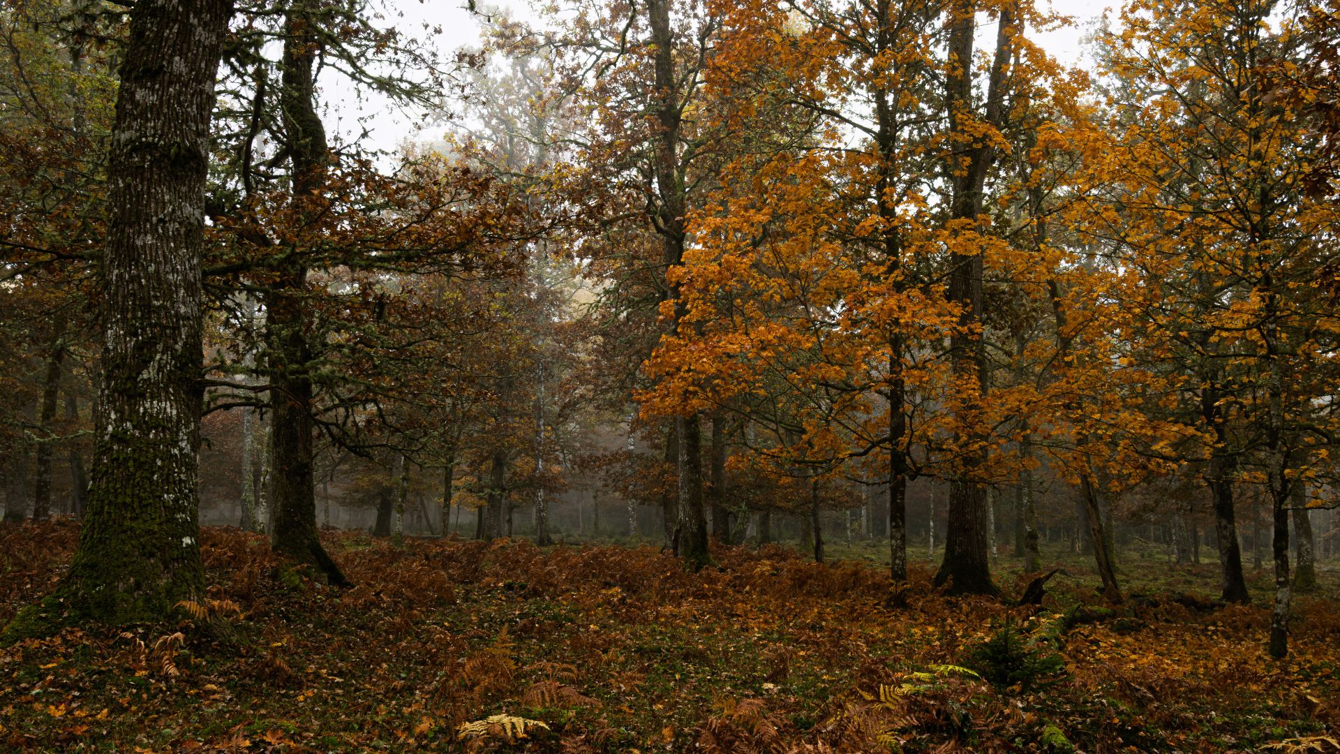 Autumn woodland in soft mist, with golden leaves, dark trunks and a damp forest floor covered in bracken and leaf litter. A quiet forest scene shaped by moisture, muted light and…