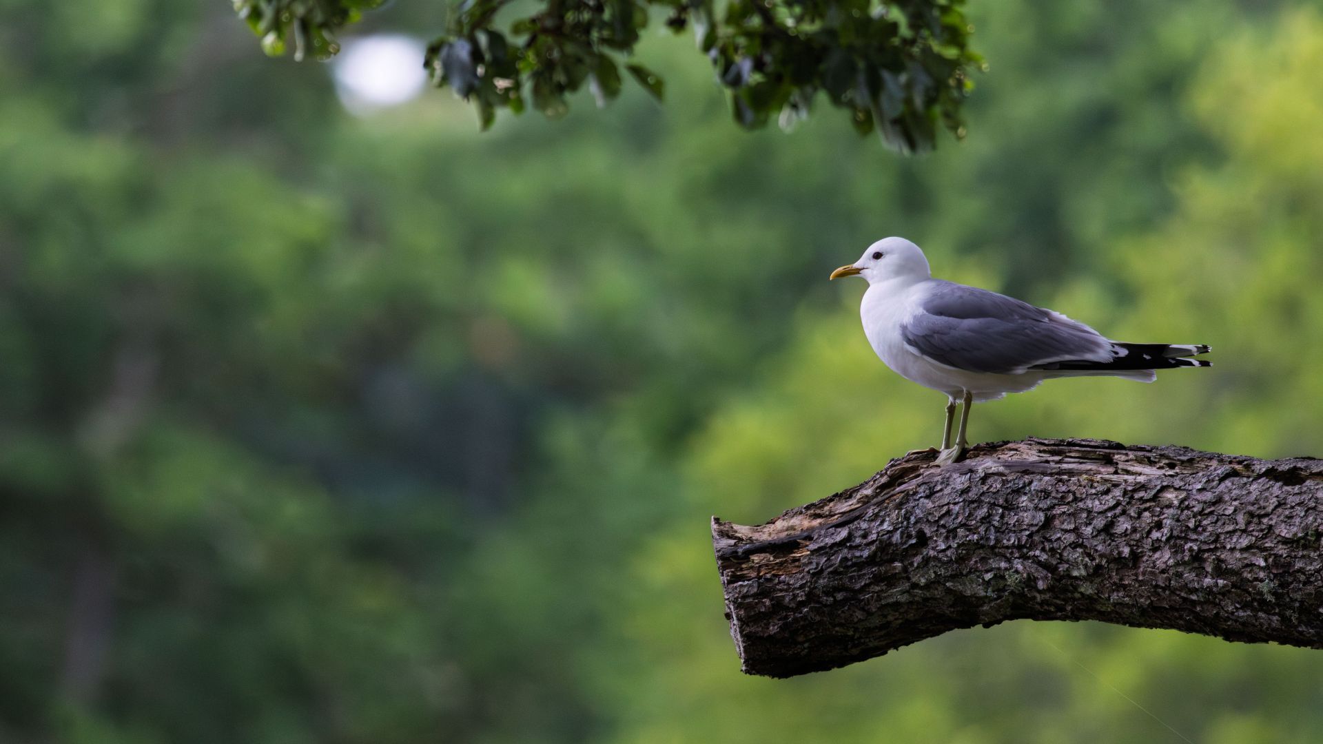A black-headed gull perched on a thick tree branch against a soft green background. A simple and slightly unexpected moment, with a familiar waterside bird briefly framed in a…