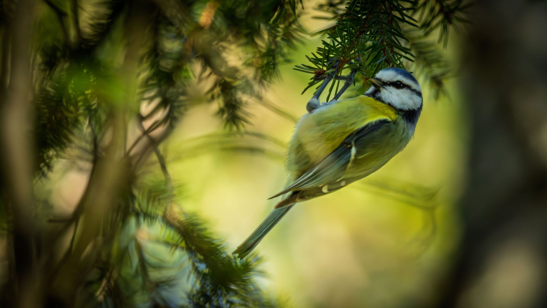 A blue tit clings beneath a conifer branch, its yellow breast and blue-and-white head framed by evergreen needles against a softly blurred green background.