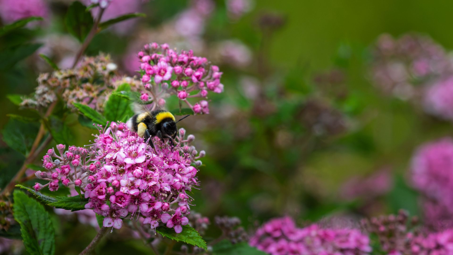 A bumblebee (Bombus sp.) feeding on pink spirea flowers in a garden setting. Photographed close up with soft green foliage and a shallow depth of field.