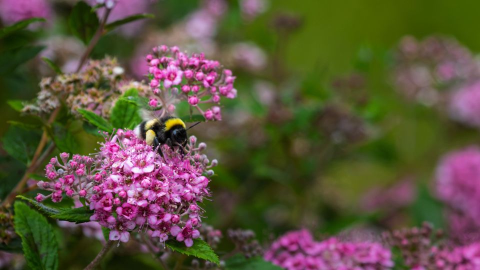 Bumblebee on Pink Spirea Flowers