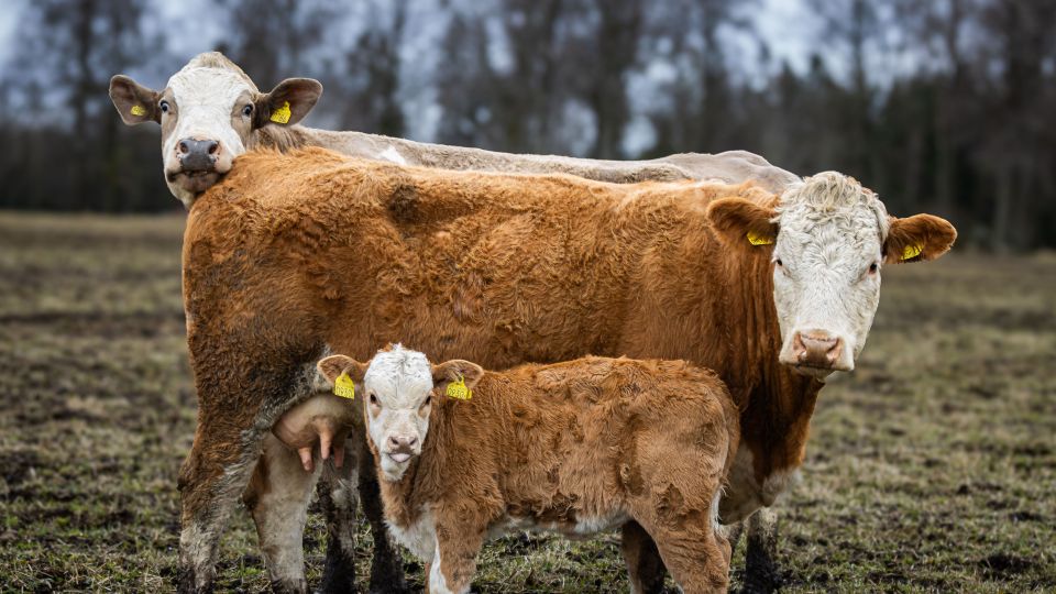 Cattle and Calf in a Swedish Pasture