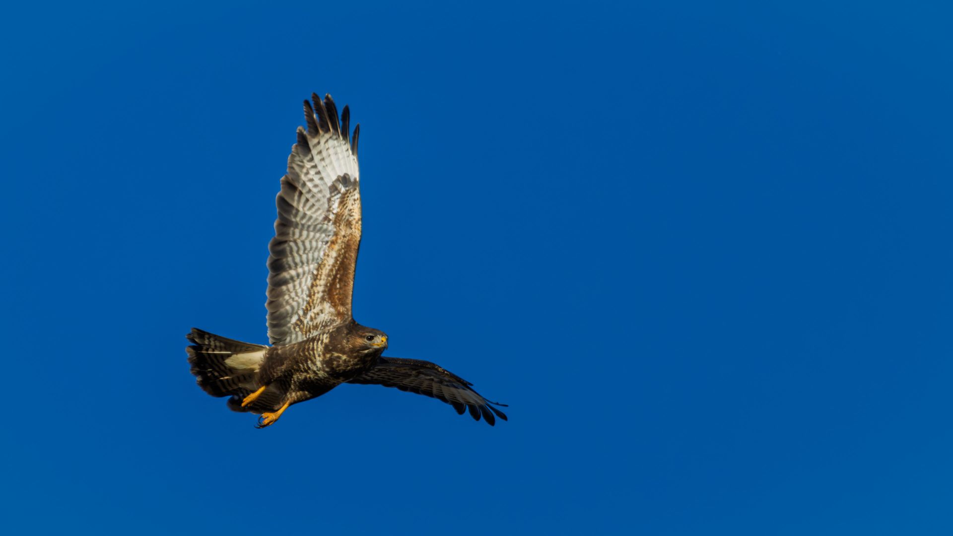 A common buzzard (Buteo buteo) in flight against a clear blue sky, photographed in February. The outstretched wings reveal fine feather detail and the characteristic underside…