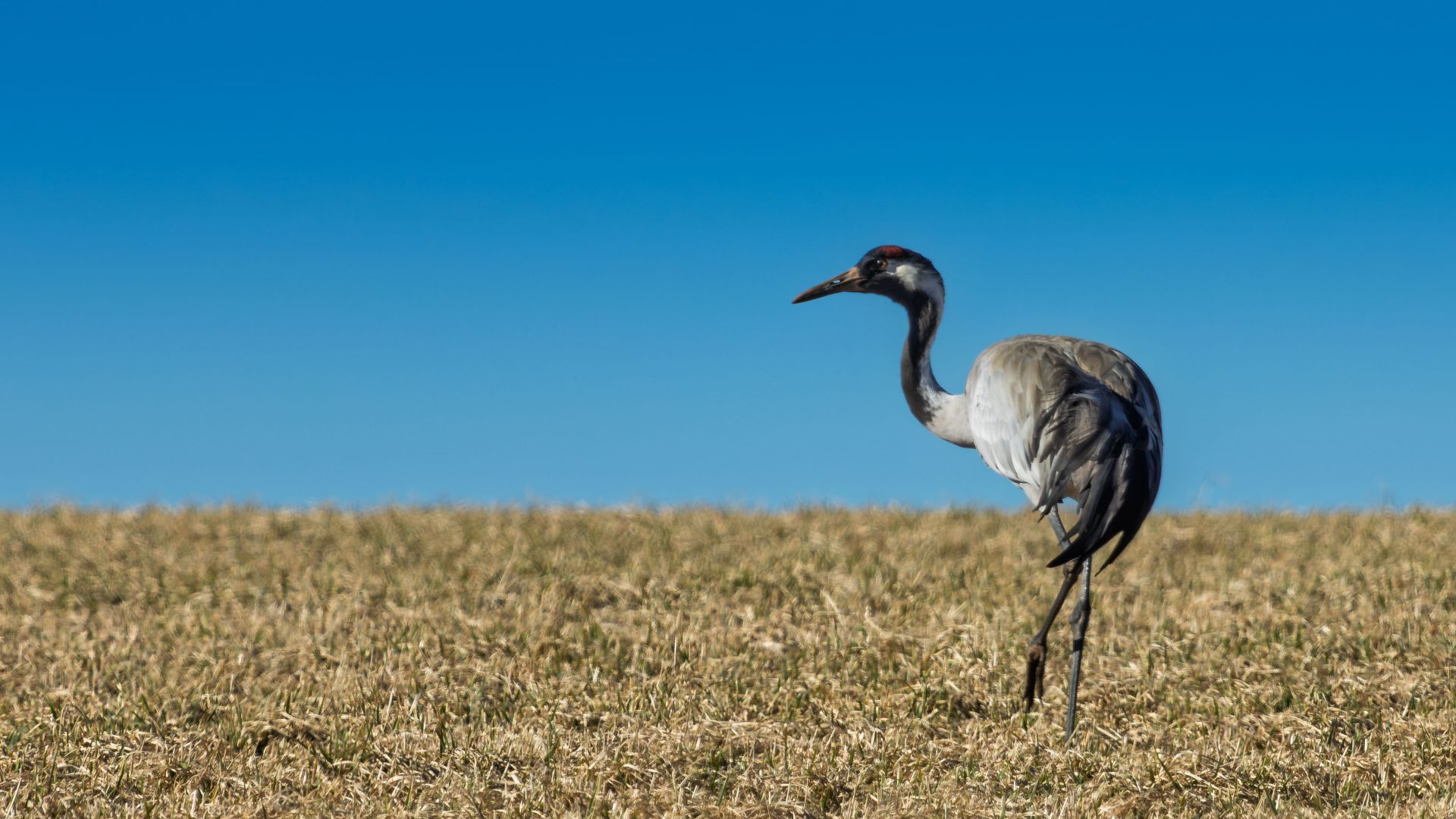 A common crane stands in a field of short, dry grass beneath a clear blue sky. Its head is turned to the left, revealing a red crown and contrasting black-and-white neck markings.