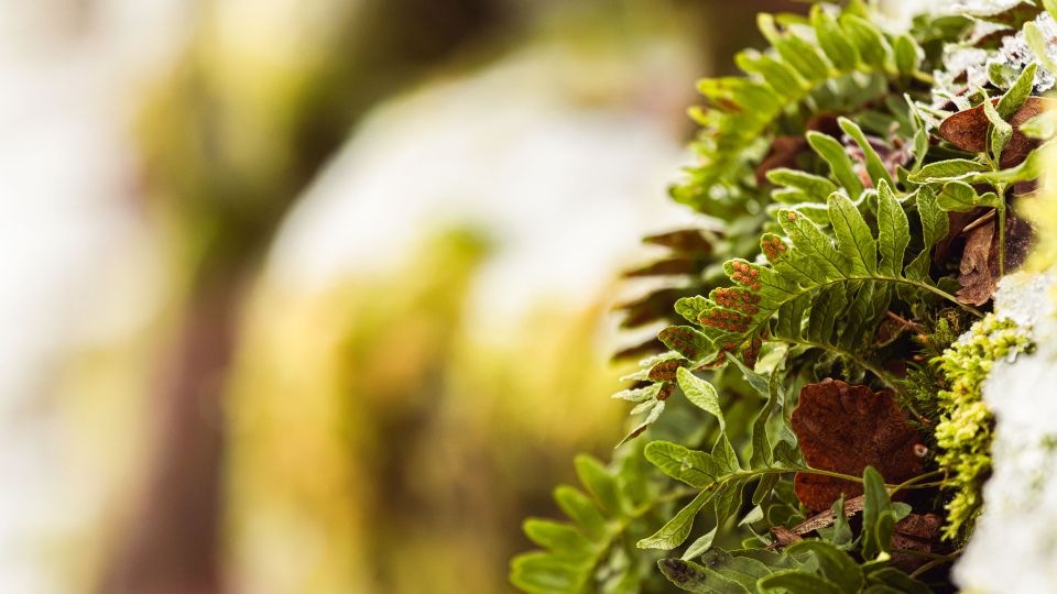 Common Polypody Fern on a Frosted Tree Trunk