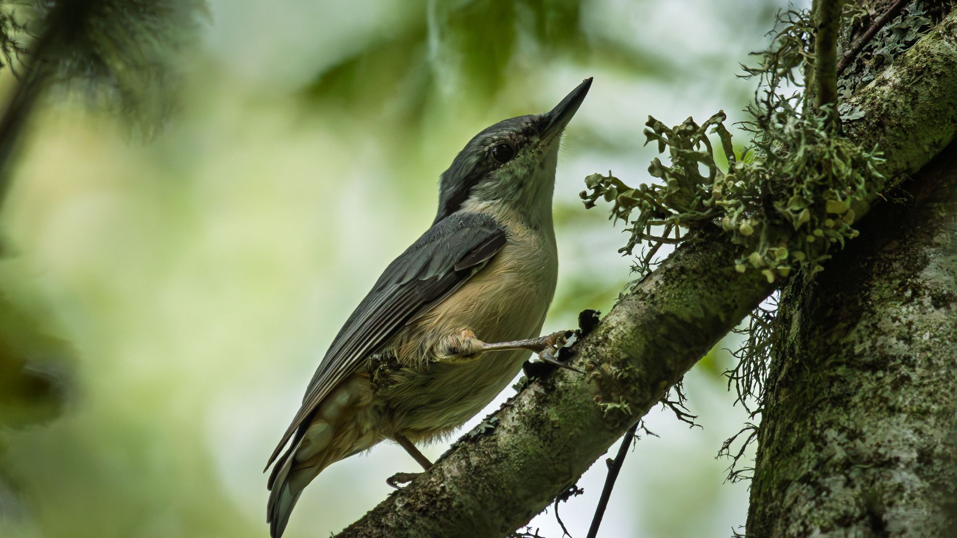 A Eurasian nuthatch perched on a lichen-covered branch in soft woodland light. The close view captures the bird’s alert posture alongside the fine textures of bark, lichen and…