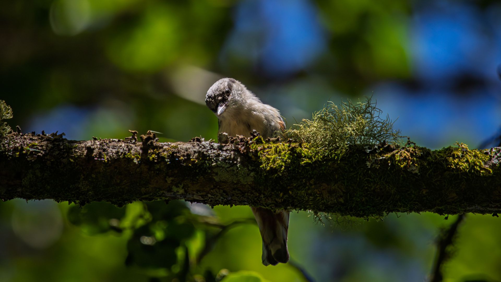 A Eurasian nuthatch perched on a moss-covered branch in dappled woodland light. A brief observed moment, with the bird leaning forward as it studies the bark below.
