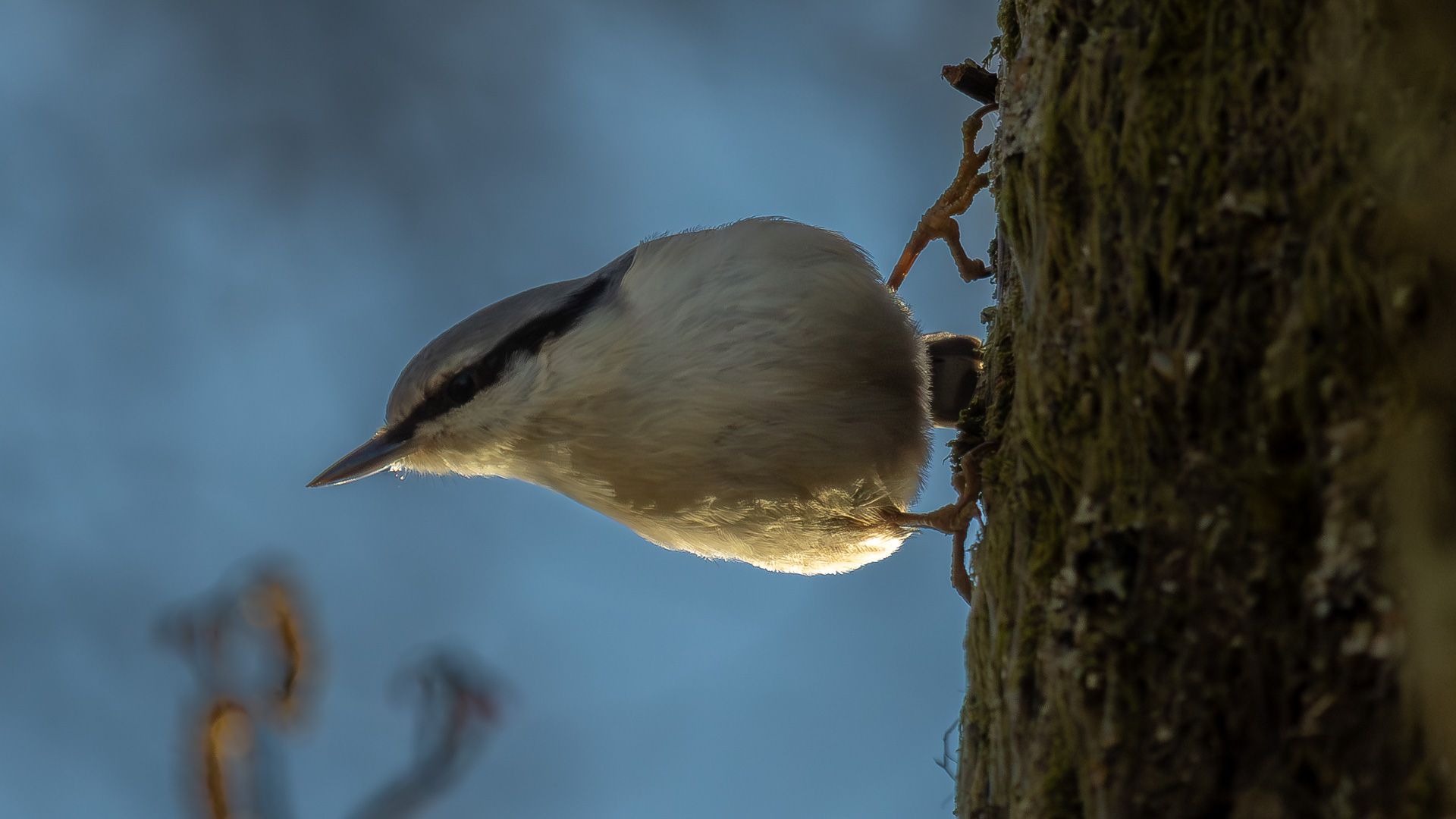 A close-up of a Eurasian Nuthatch (Sitta europaea) climbing a tree trunk, back-lit by sunlight.