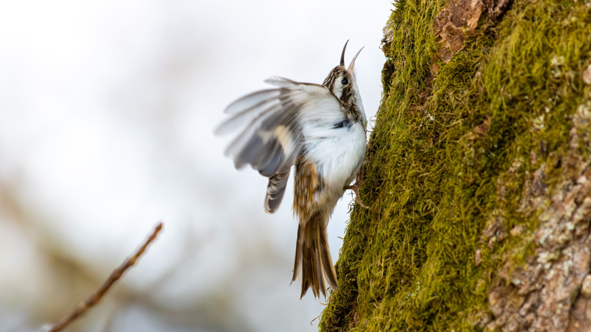 A Eurasian Treecreeper (Certhia familiaris) clinging to a mossy tree trunk with wings spread.