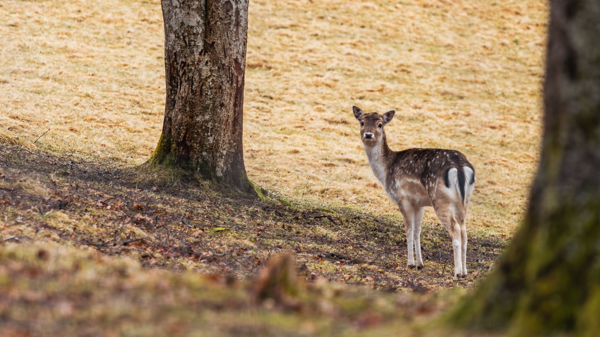 A fallow deer (Dama dama) standing alert among mature trees in a winter landscape, surrounded by muted grass, moss and woodland vegetation in Sweden.