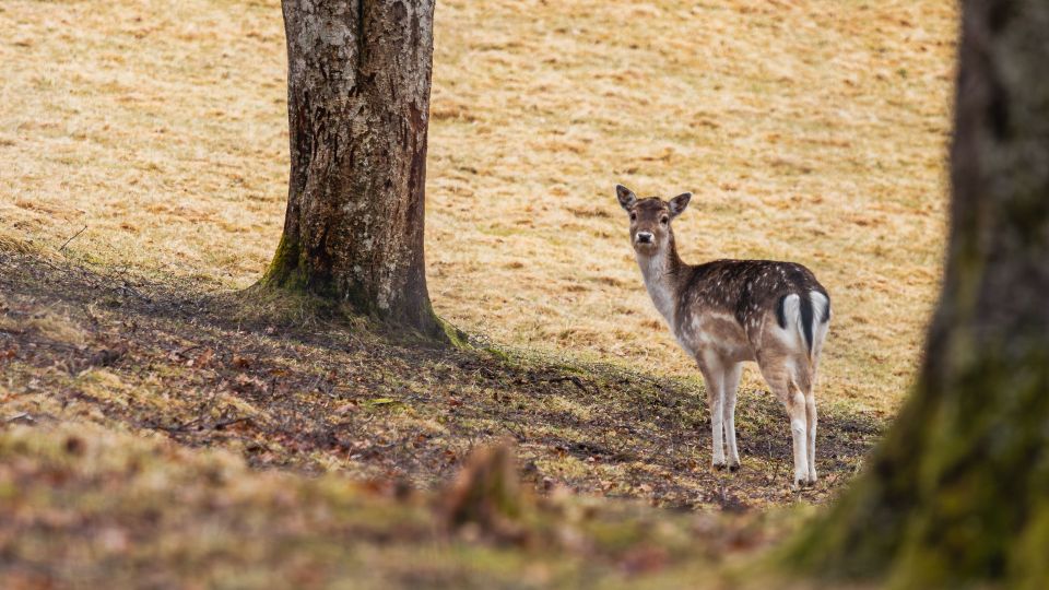 Fallow Deer Among Trees in Early Spring