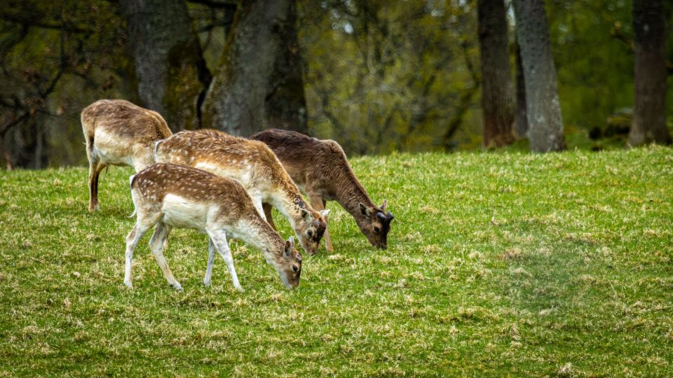 Fallow Deer Grazing in a Woodland Meadow
