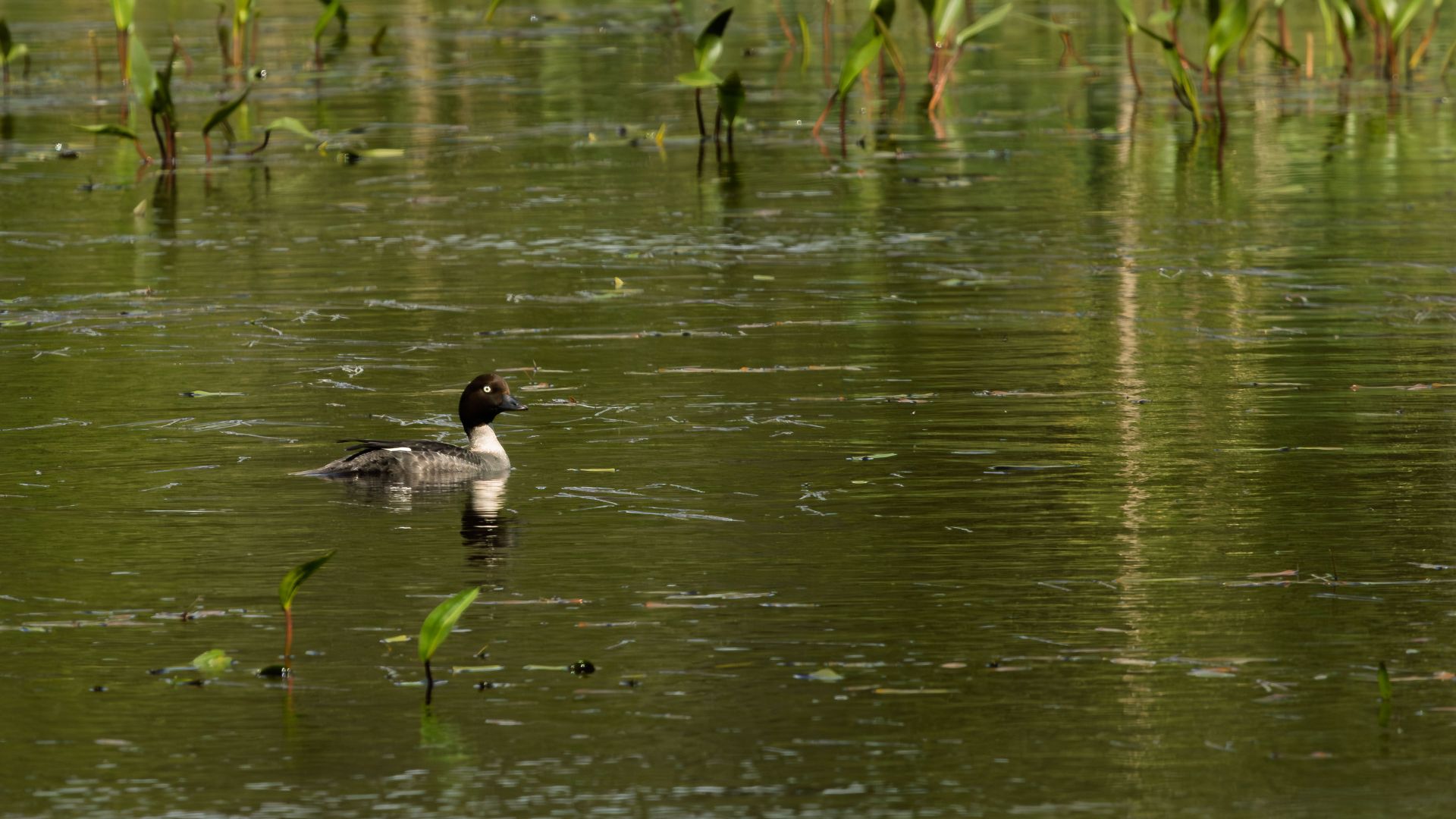 A female common goldeneye swims through calm, green-reflected wetland water among emerging aquatic plants. The quiet scene captures the bird in its natural freshwater habitat.
