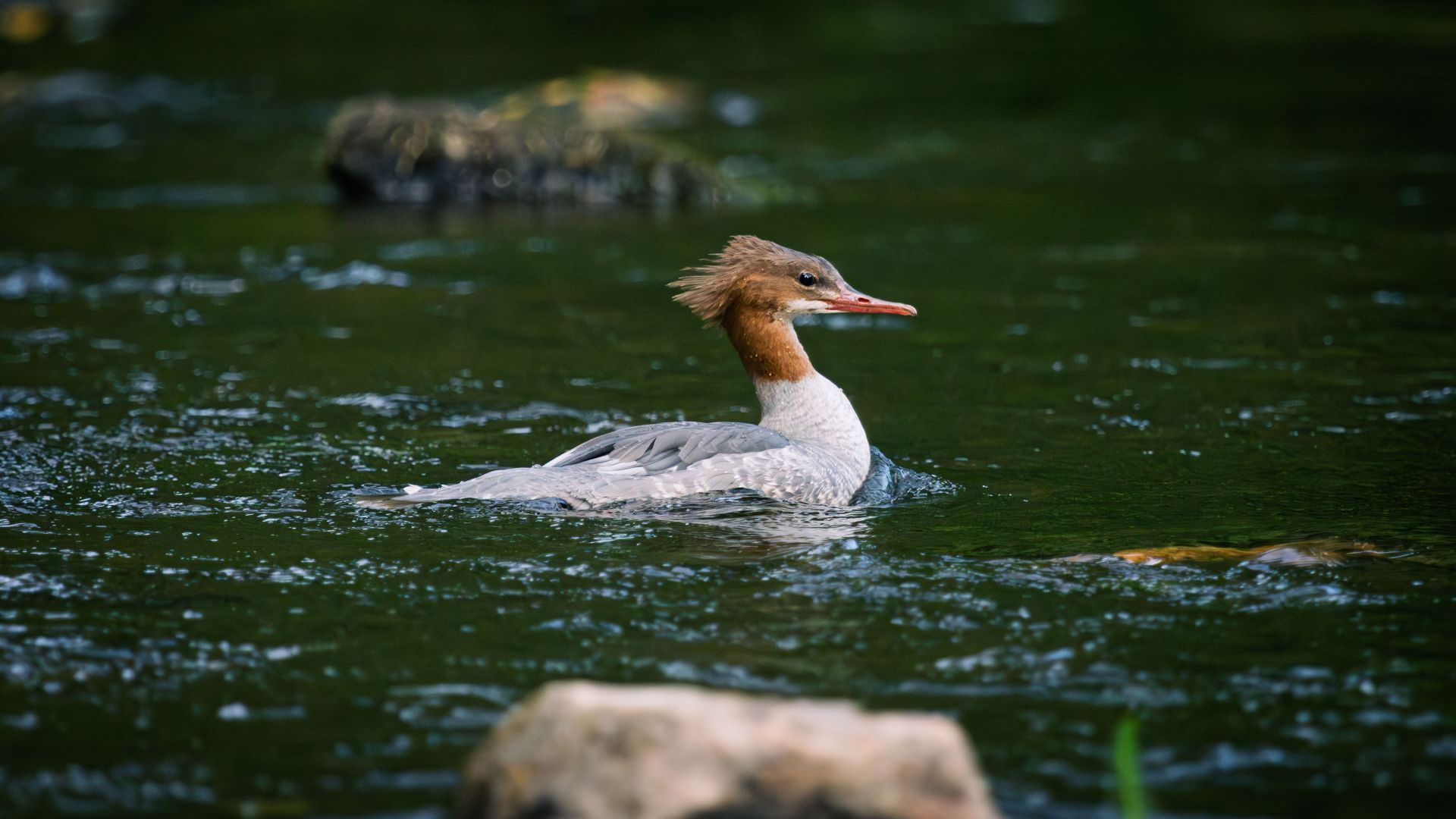 A female common merganser swimming through water reflecting the surrounding greenery. The image captures the bird’s distinctive chestnut head, slender red bill and calm movement…
