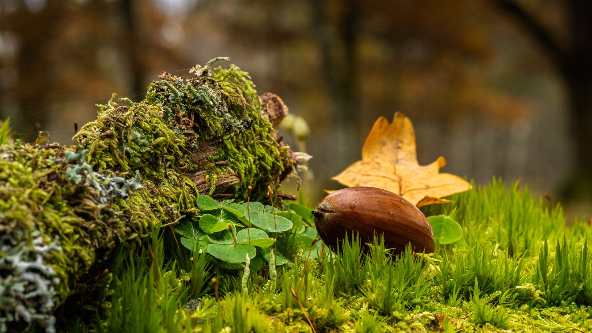 An acorn rests among vibrant green moss, clover-like leaves and fallen autumn foliage. A quiet woodland still life revealing the small details of the forest floor.