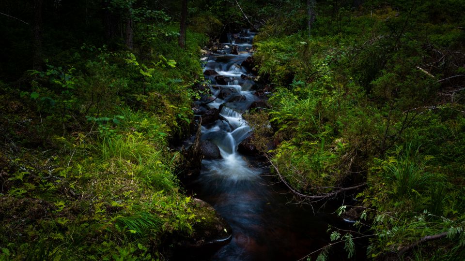 A Week Behind the Scenes at Nordic Forest Echoes