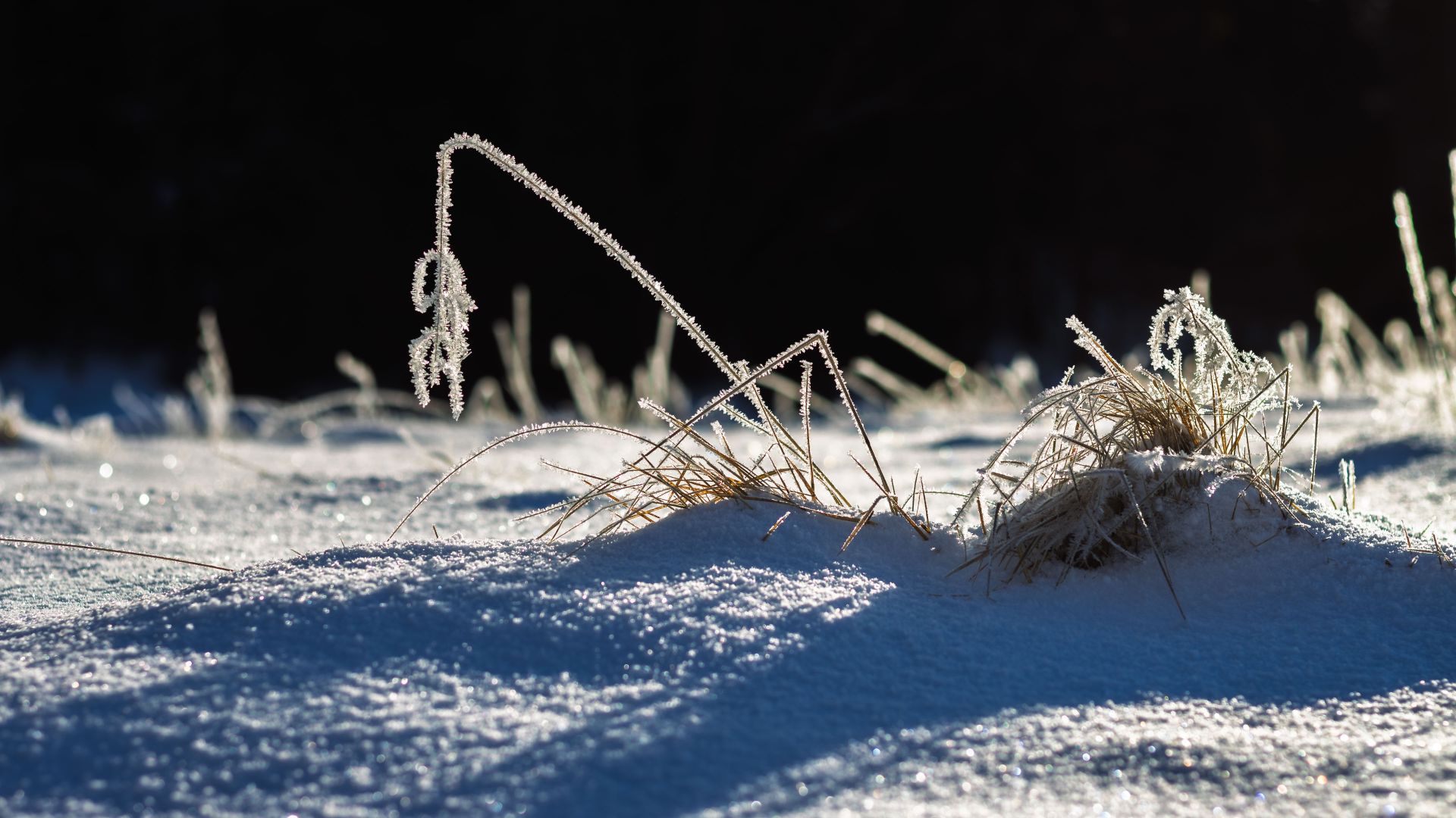 Frost-covered grass bending over snow in bright winter sunlight. A quiet seasonal detail shaped by cold, light and the fragile textures of the frozen ground.