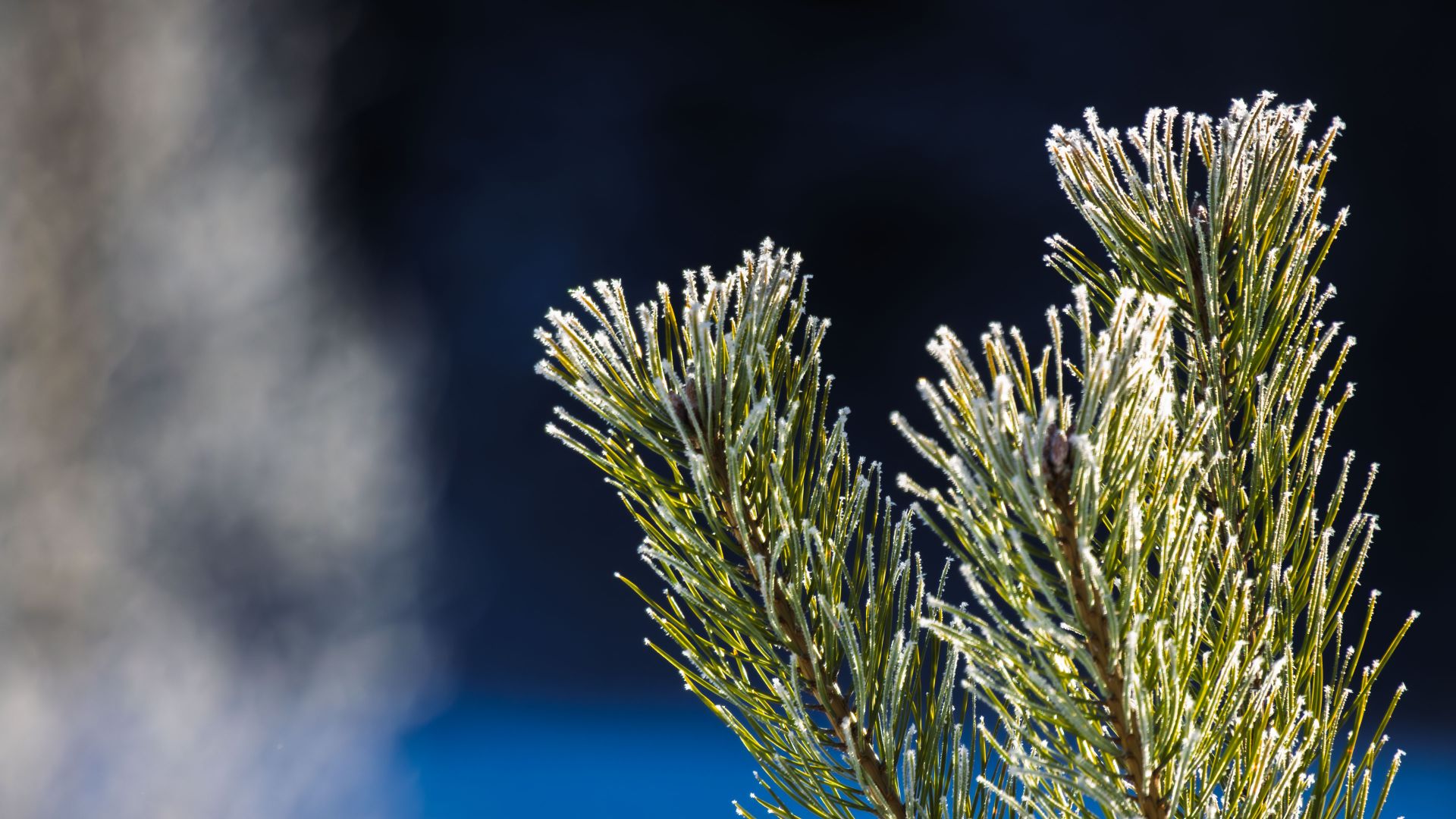 Frost-covered pine needles catching bright winter light against a dark, softly blurred background. A simple and quiet close-up of cold air, sunlight and seasonal detail.