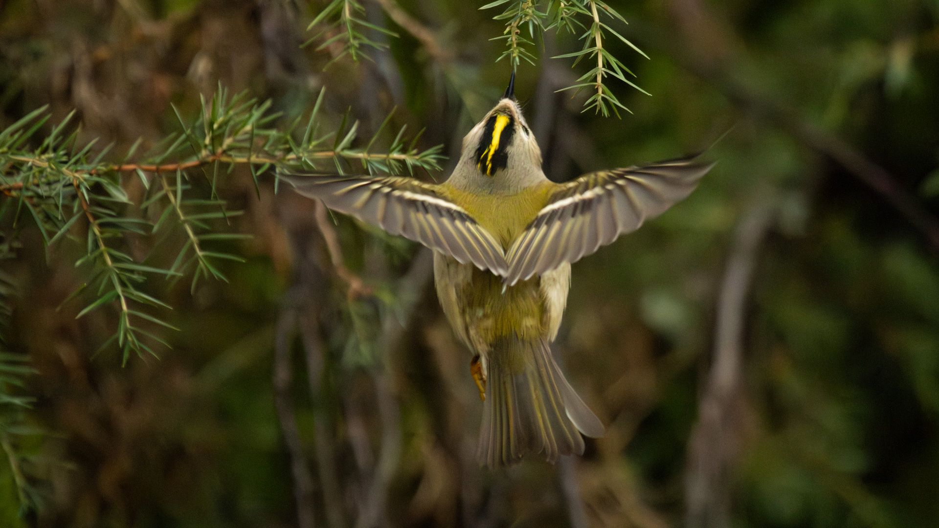 Goldcrest (Regulus regulus) in flight among conifer branches.