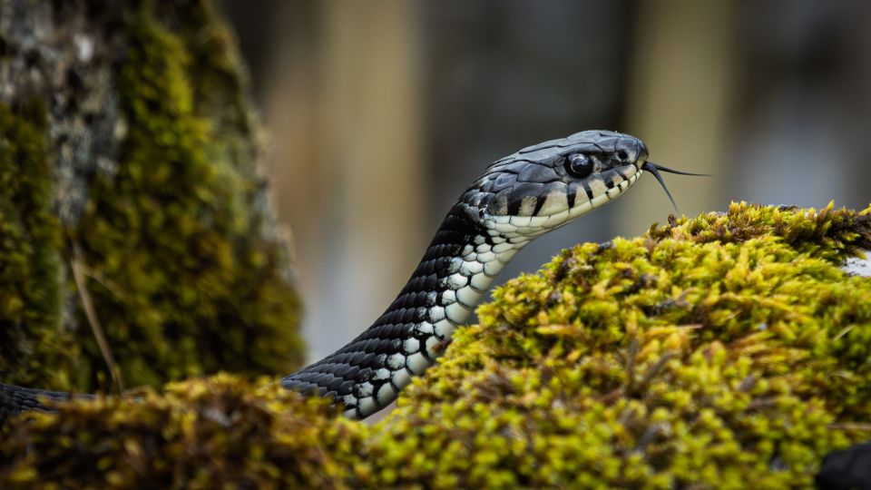 Grass Snake Emerging from Moss