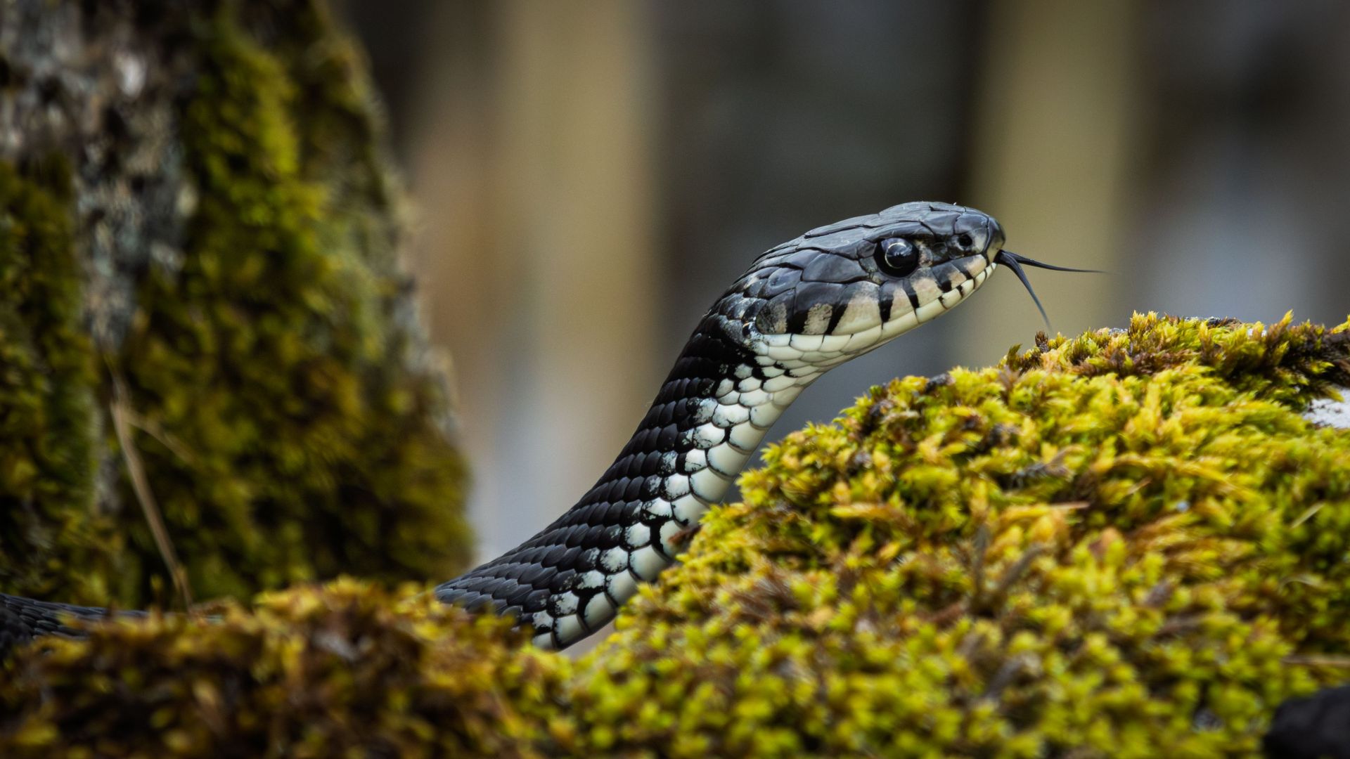 A grass snake lifting its head above moss-covered stone, with its tongue extended in a brief moment of alert movement. A close wildlife portrait highlighting the contrast between…