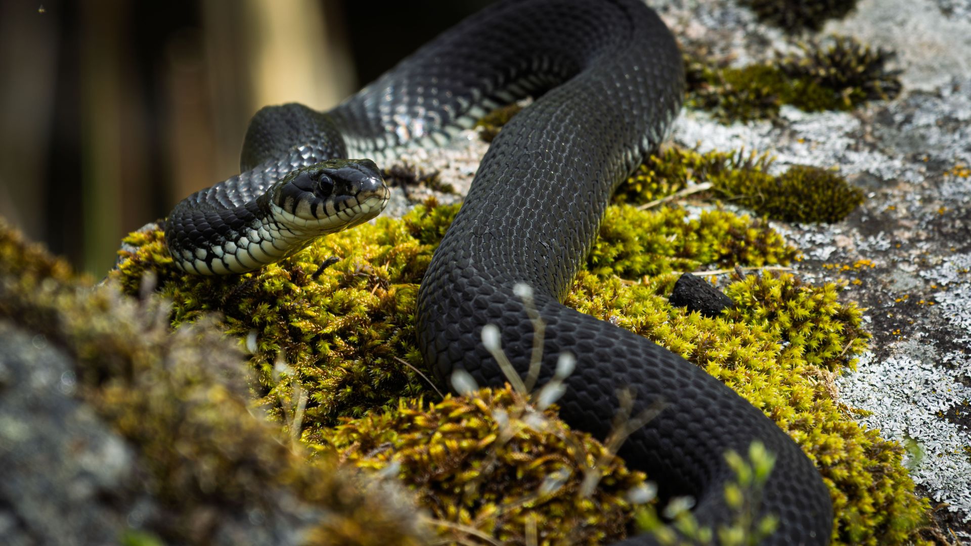 A grass snake resting across moss-covered rock in soft natural light. The image highlights the dark scales, pale throat markings and the calm, watchful posture of the snake in its…