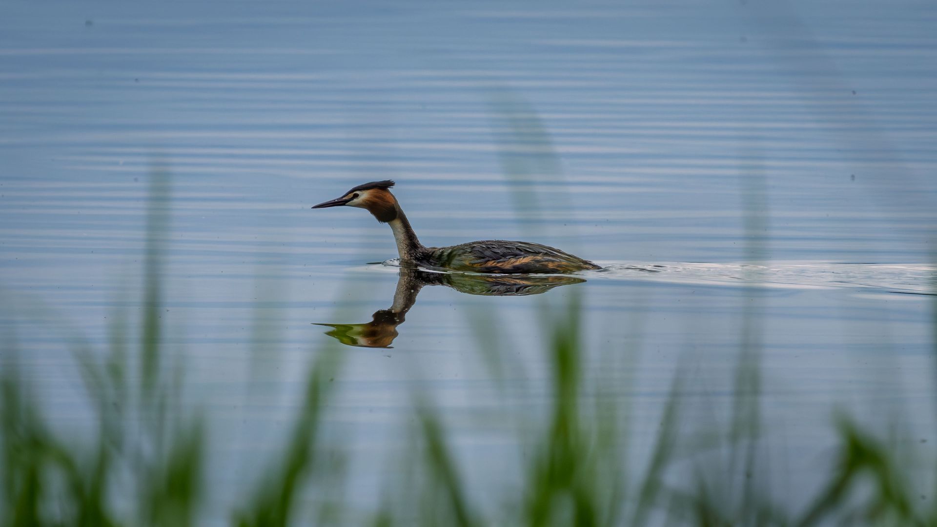 A great crested grebe glides across calm blue water, seen through soft foreground reeds. Its reflection and trailing wake add a quiet sense of movement to the peaceful lakeside…