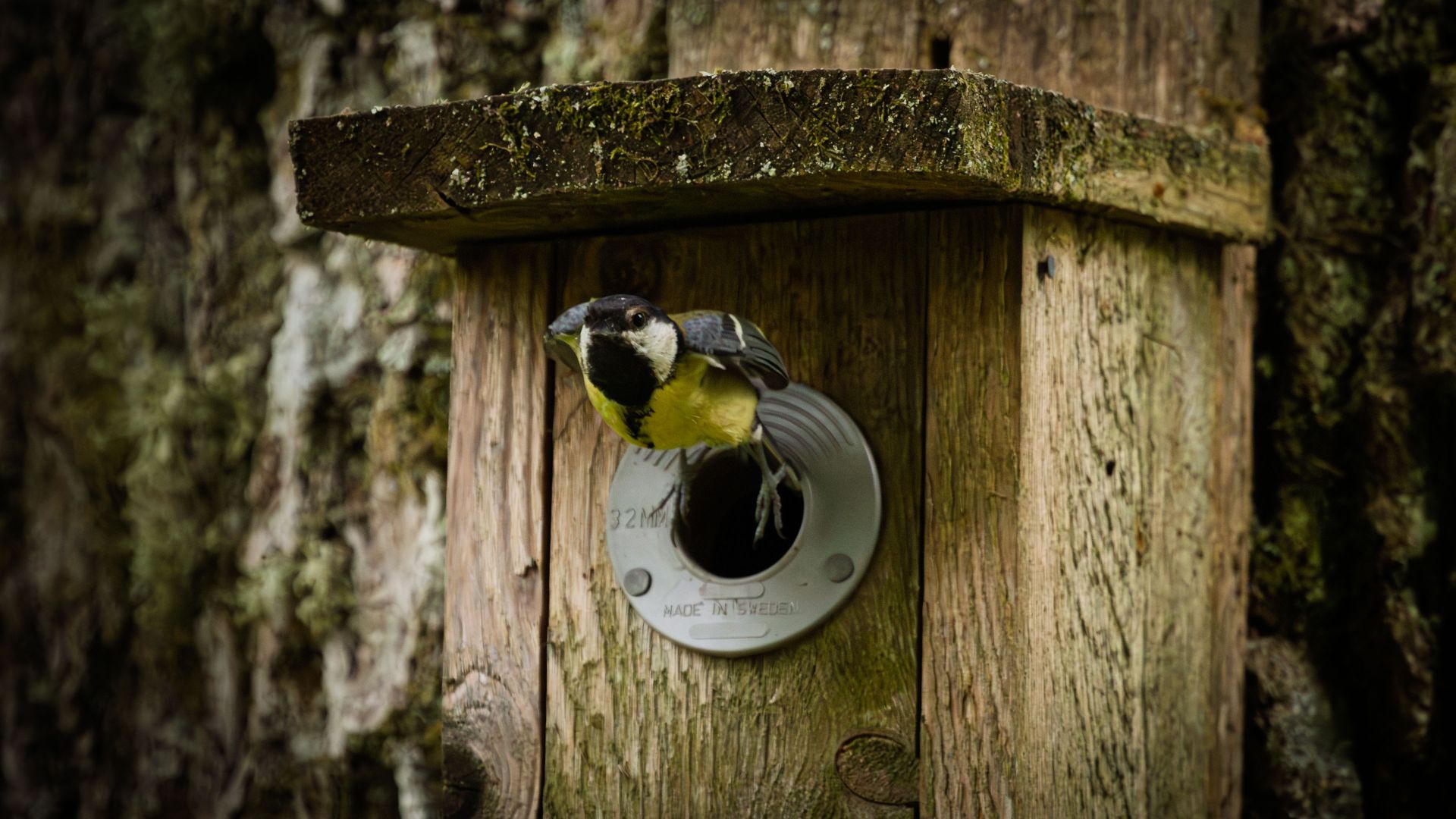 A great tit emerging from a wooden nest box in soft natural light. A brief and lively moment, capturing the movement of the bird as it leaves the entrance and disappears back into…