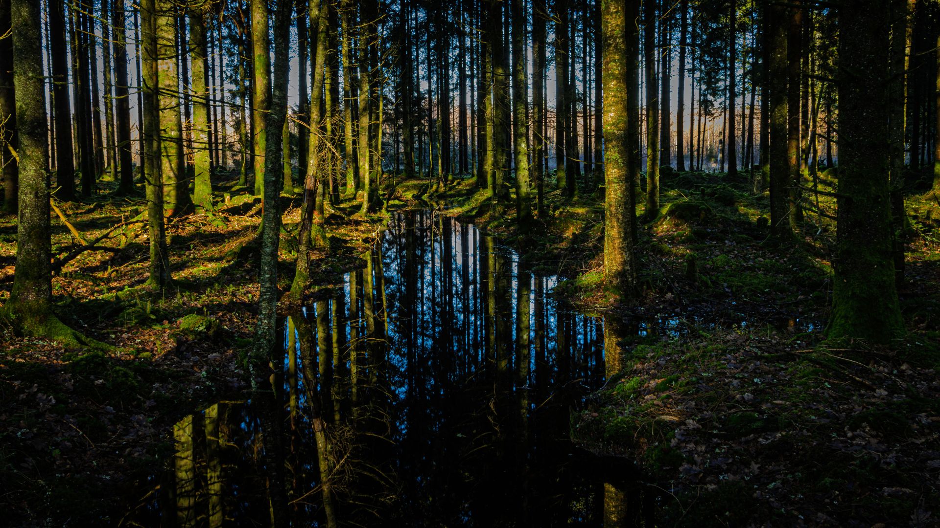 Sunlight filters through dense conifer forest in Hofsnäs and reflects in a forest stream carrying high winter water.