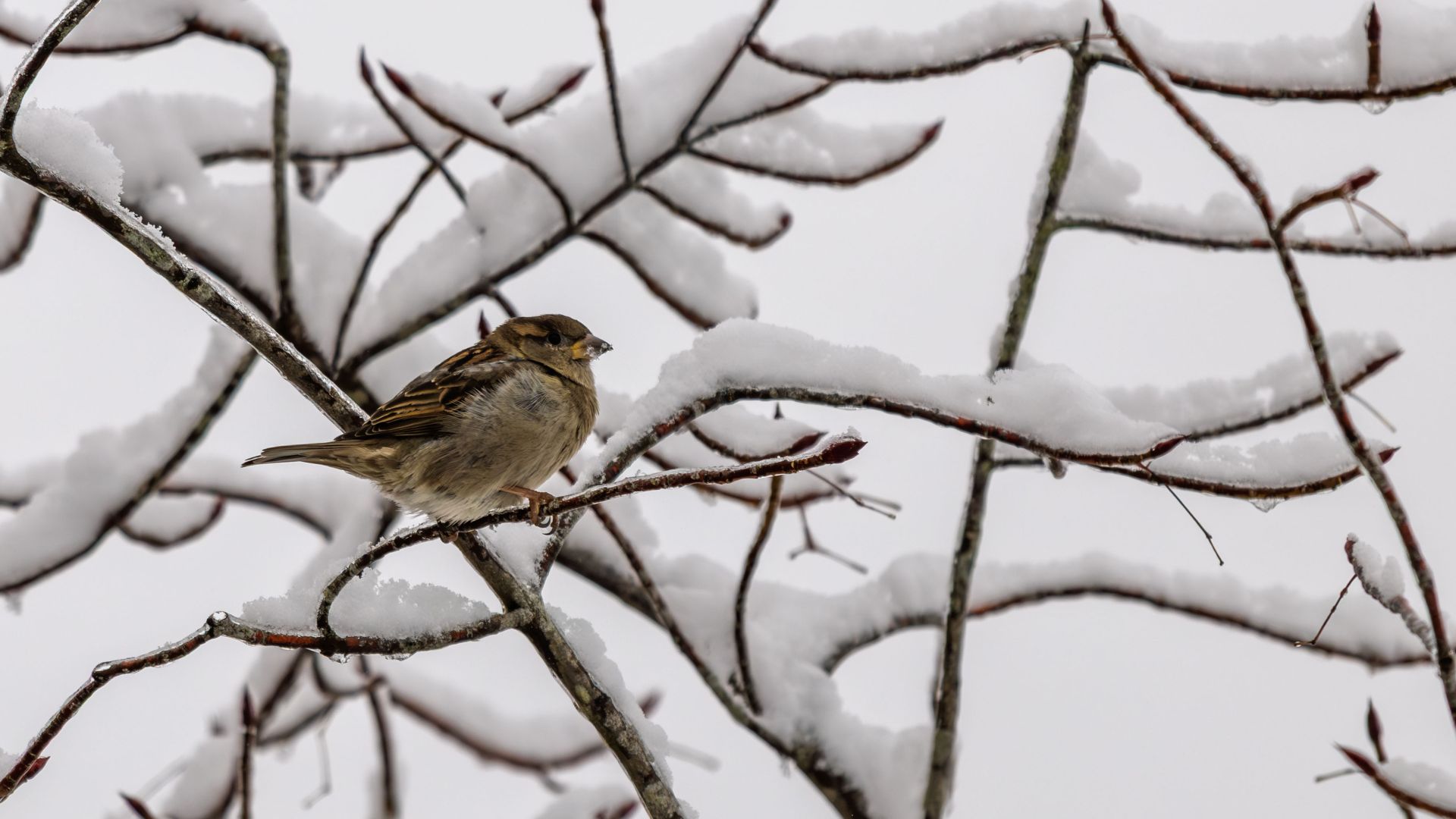 A house sparrow perched among snow-covered branches on a quiet winter day. A simple observed moment, with the bird framed by soft snow and the bare structure of the tree.