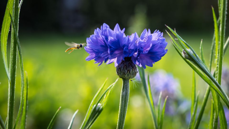 Hoverfly Approaching Cornflower