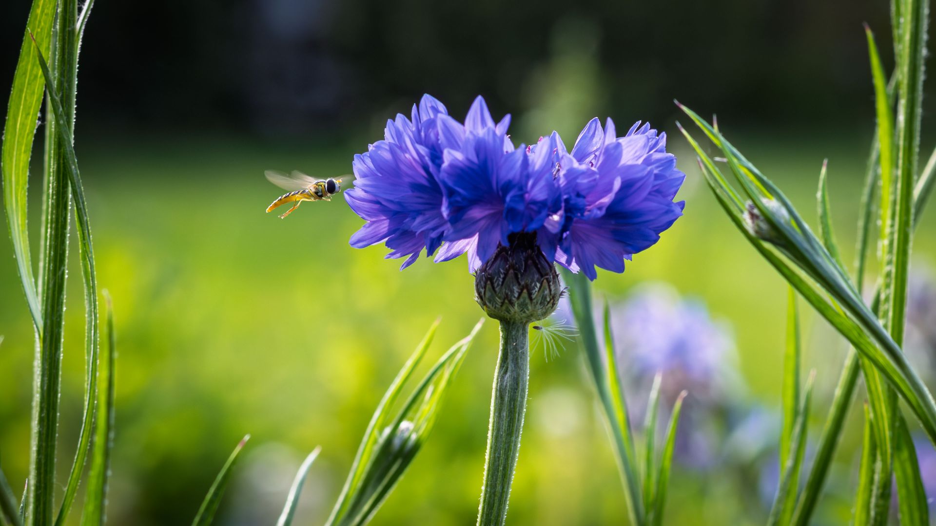 A hoverfly approaching a cornflower in bright summer light. A simple close-up made alive by the brief moment of flight just before the insect reaches the bloom.