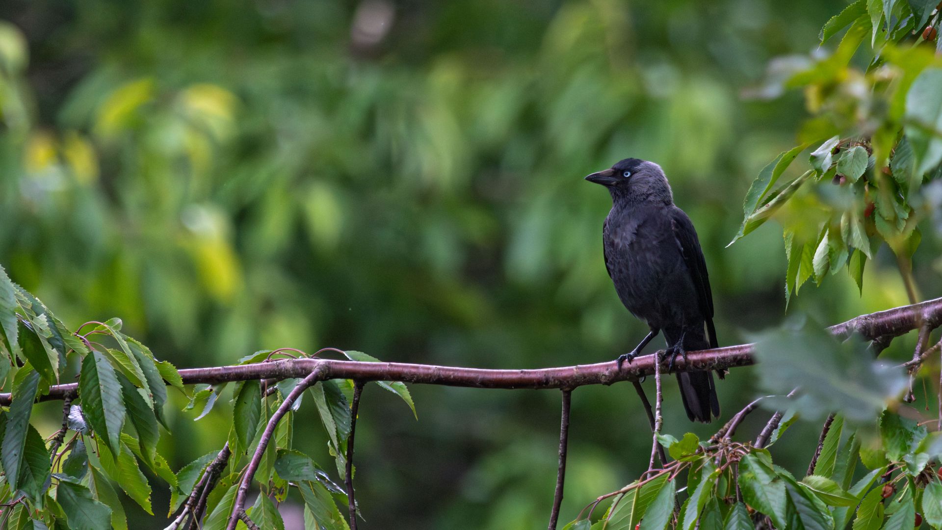 A jackdaw resting on a wet branch, framed by soft green foliage. A quiet and simple moment, where shape, colour and posture carry the image.