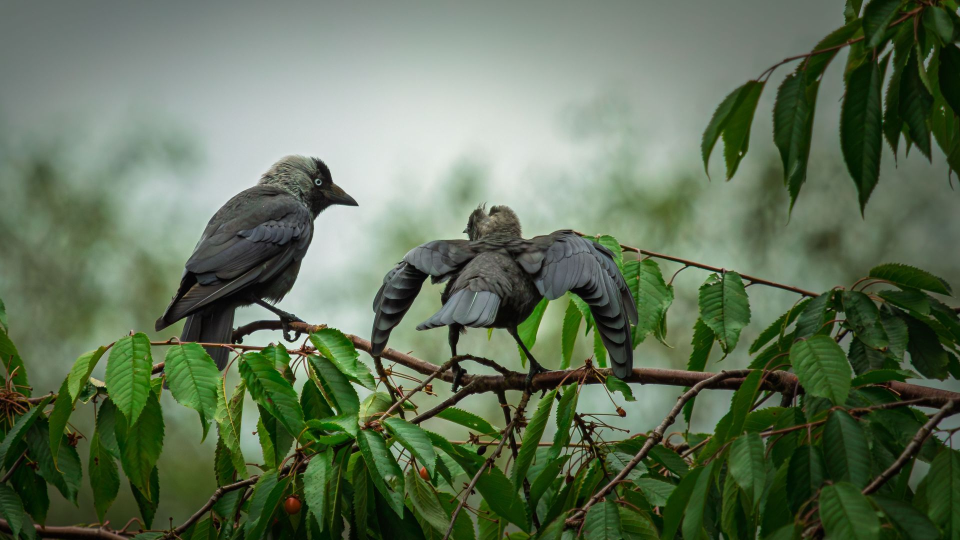 Two jackdaws perched on a rain-damp branch, caught in a moment that feels almost conversational. A quiet everyday scene, with posture and spacing giving the birds a sense of…