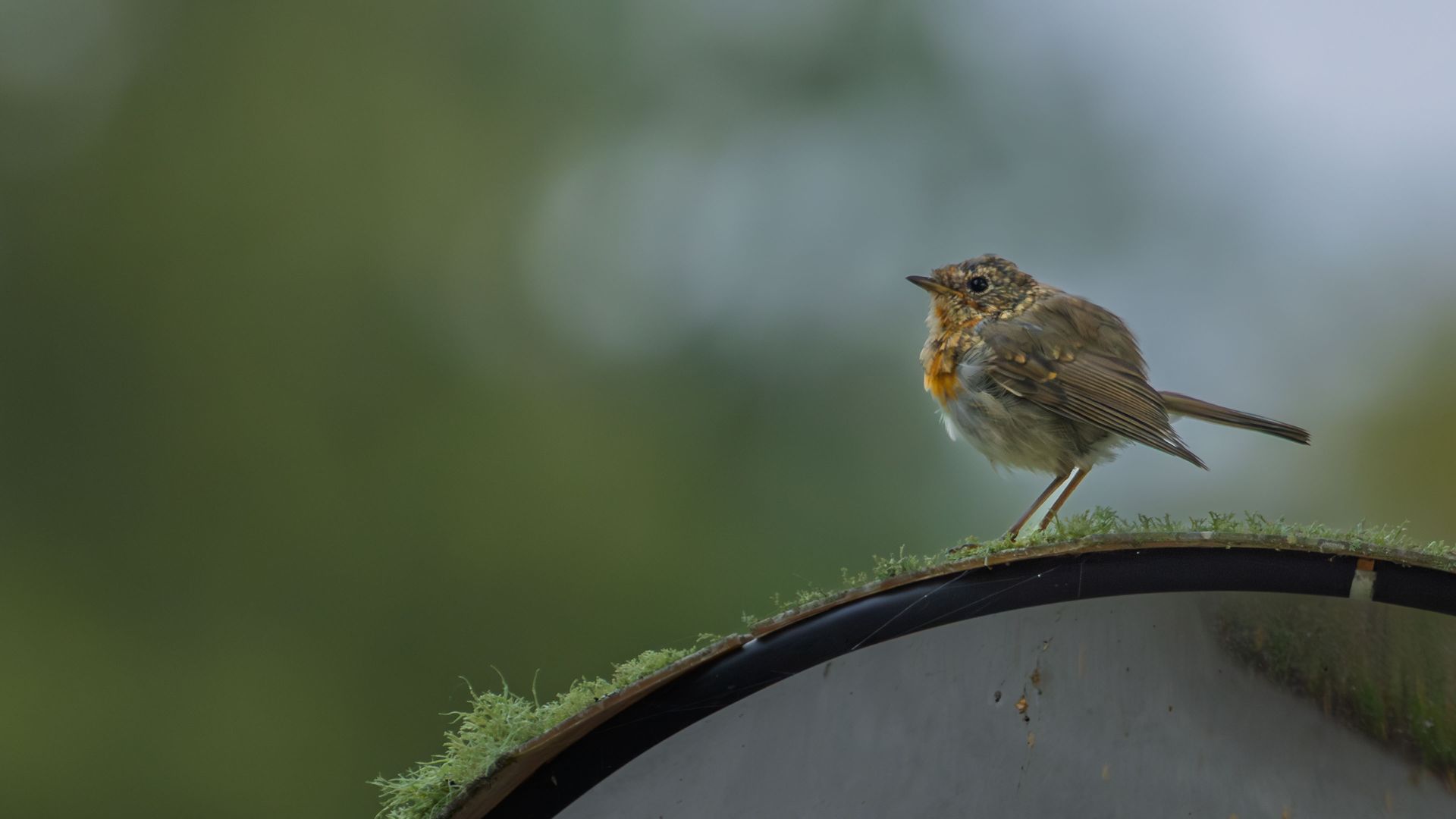 A juvenile robin perched on the moss-covered edge of a traffic mirror in soft, muted light. A brief observed moment where birdlife meets a practical roadside object in the…