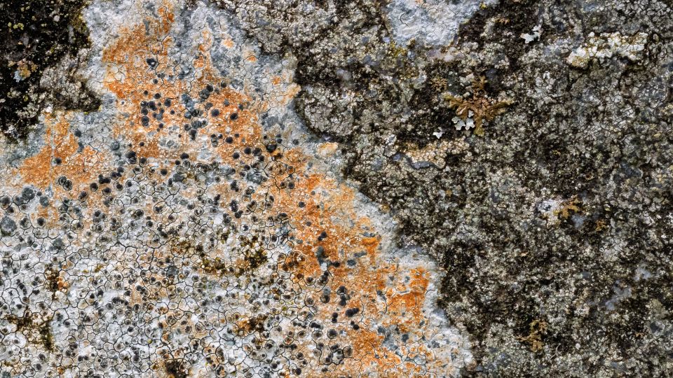 Lichen Patterns on Stone