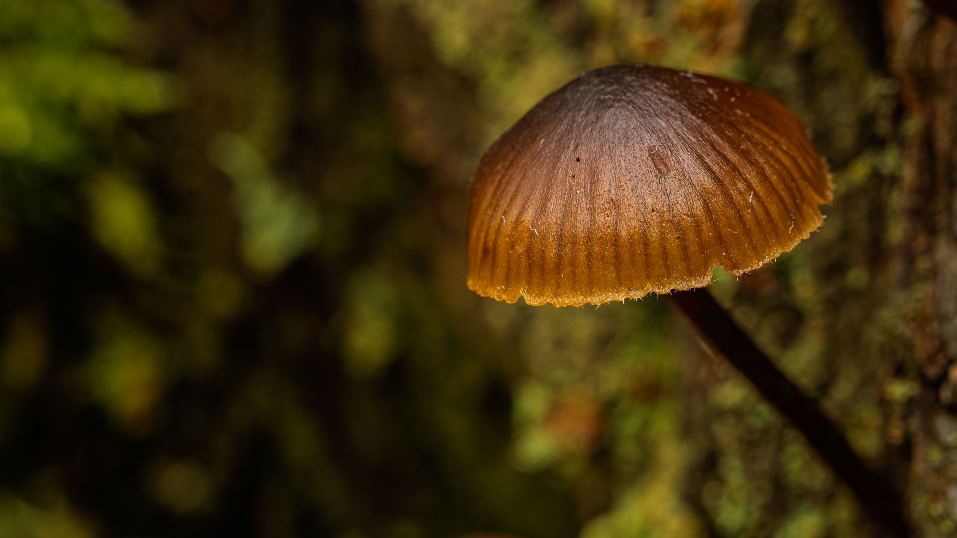 Soft woodland light reveals the delicate translucent edges and fine radial texture of a small brown mushroom cap. The surrounding forest fades into a gentle green blur.