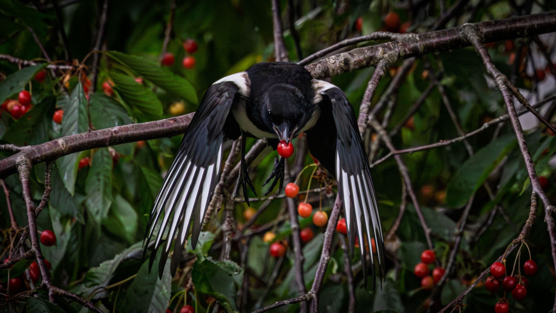 A magpie lifting away from the branches with a berry in its beak. A quick and lively moment, where movement, fruit and dense foliage come together in a brief burst of everyday…