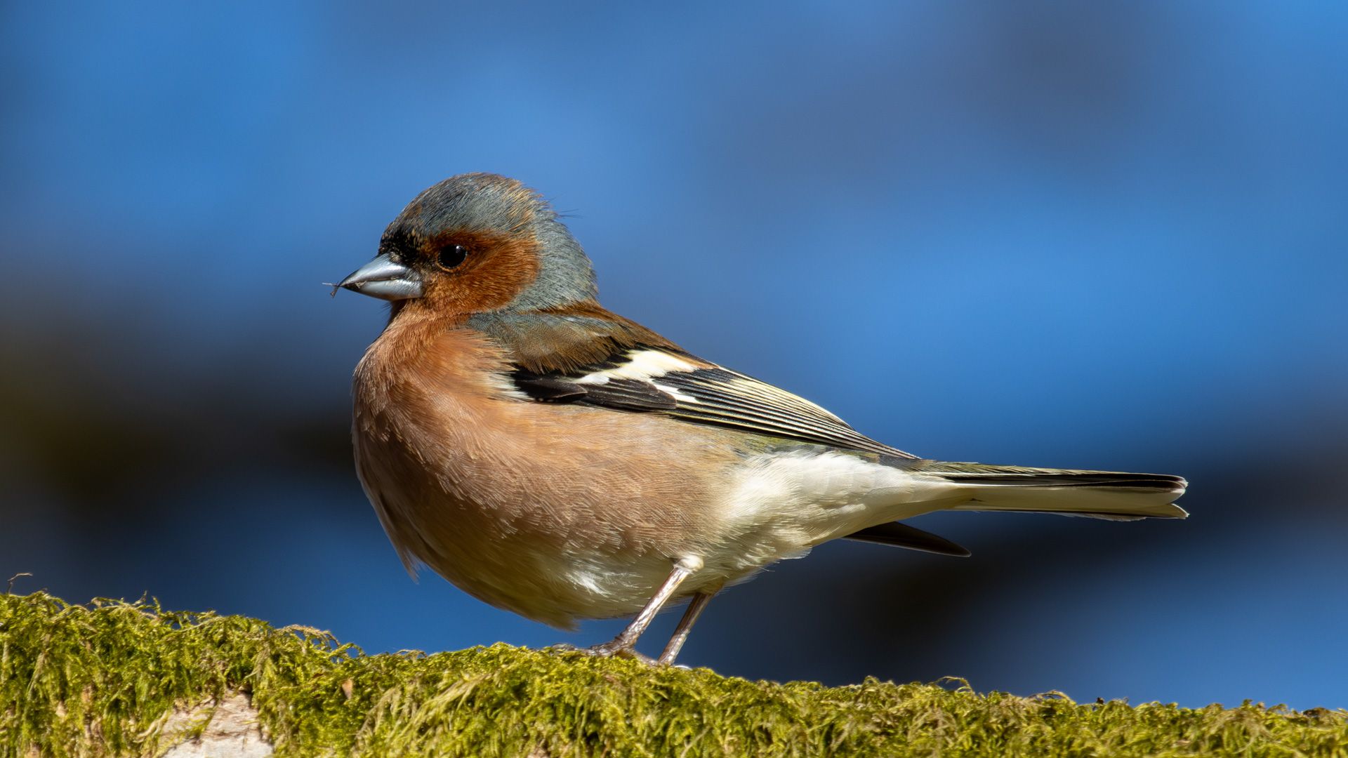 A detailed close-up of a male Common Chaffinch (Fringilla coelebs) perched on a moss-covered branch, set against a smooth, out-of-focus blue background.