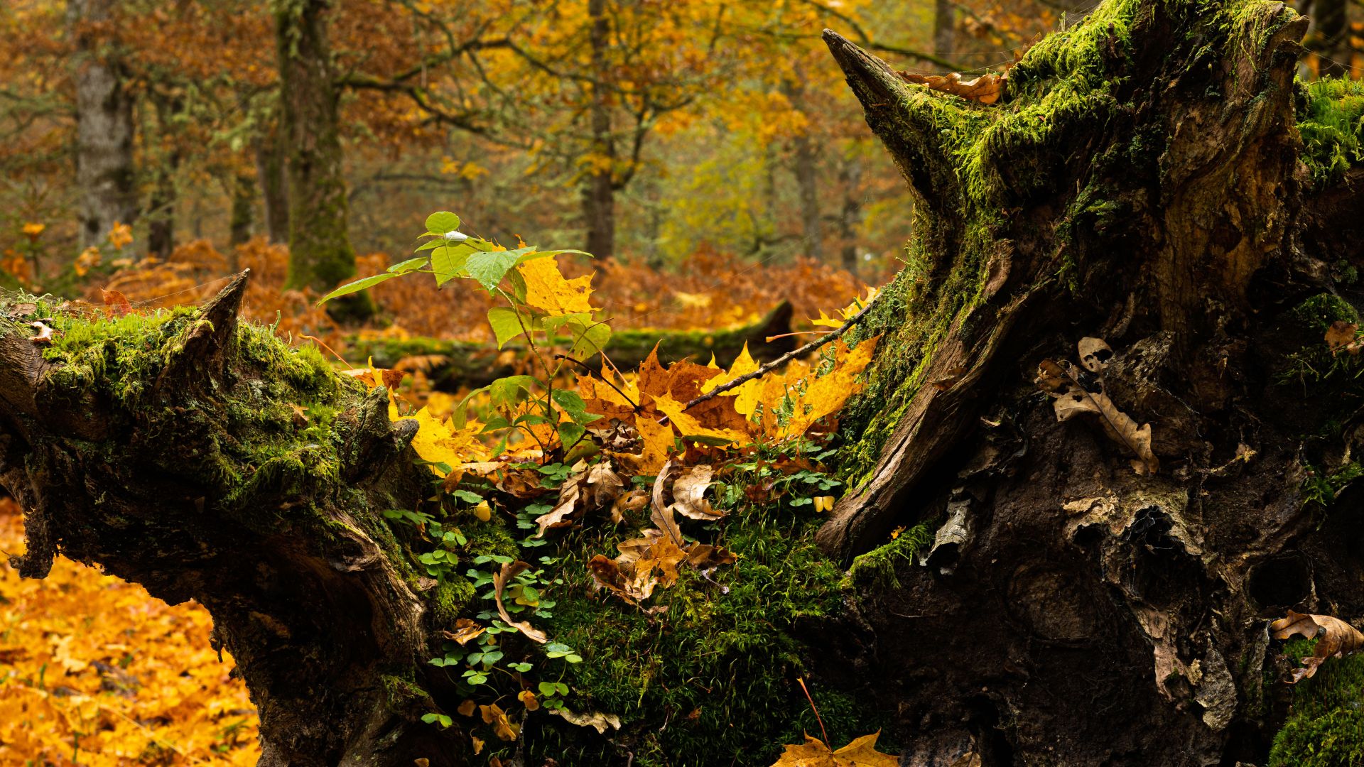 Moss, small plants and decaying organic matter forming a living microhabitat on fallen wood in autumn woodland. The image focuses on the layered life growing across the surface of…