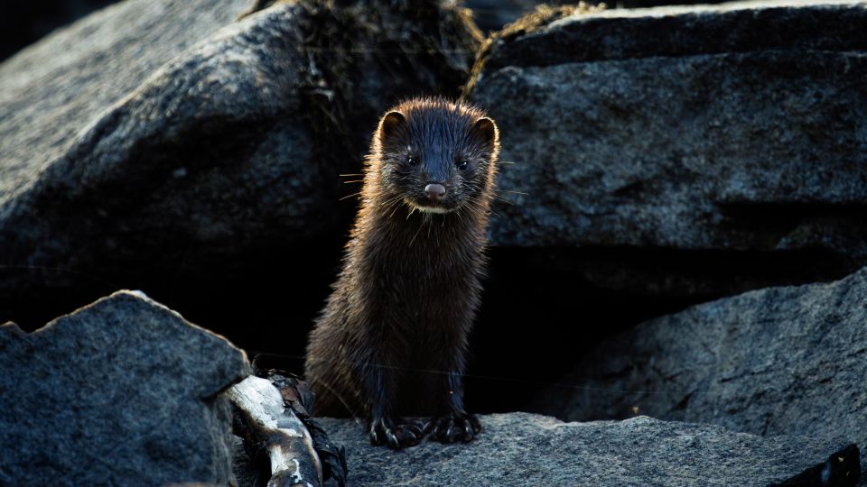 Mink Portrait Among Shoreline Rocks