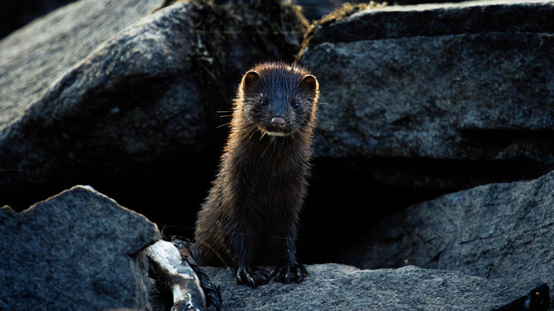 A mink standing among coastal rocks and looking directly toward the camera. The low light and dark surroundings create a quiet and intimate wildlife portrait.