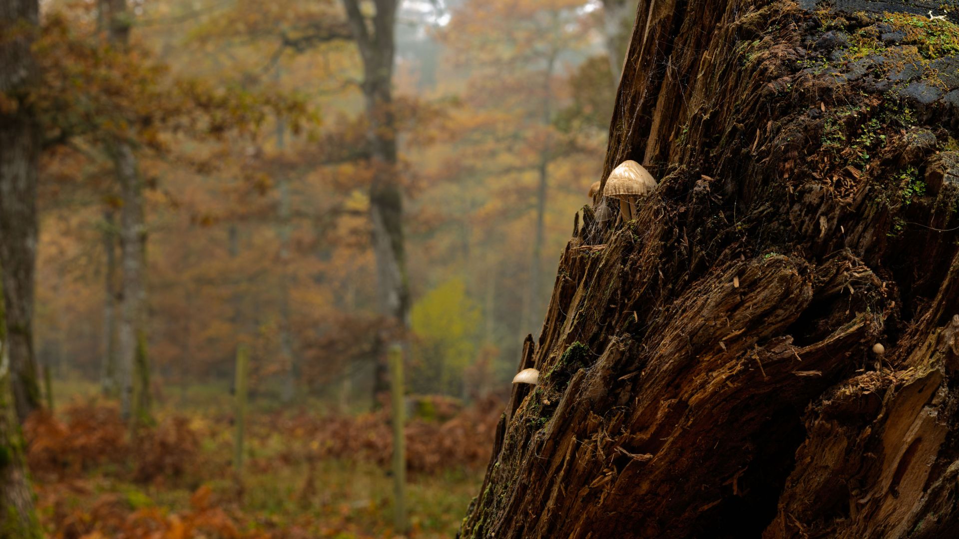 Small mushrooms growing from a weathered tree stump in a misty autumn woodland. A quiet close-up of decay, texture and seasonal change, with the soft forest fading into the…