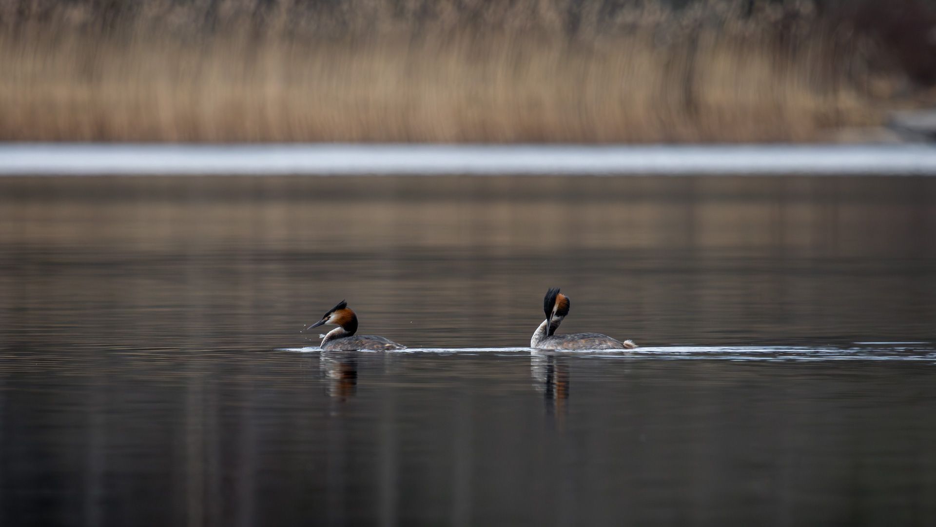 Two Great Crested Grebes (Podiceps cristatus) swimming gracefully on a calm, dark lake, with a soft-focus reed bed in the background and gentle reflections.