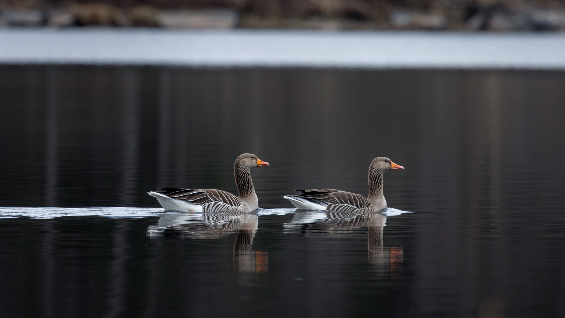A peaceful scene featuring a pair of Greylag Geese (Anser anser) gliding across calm, dark water, with clear reflections visible on the surface.